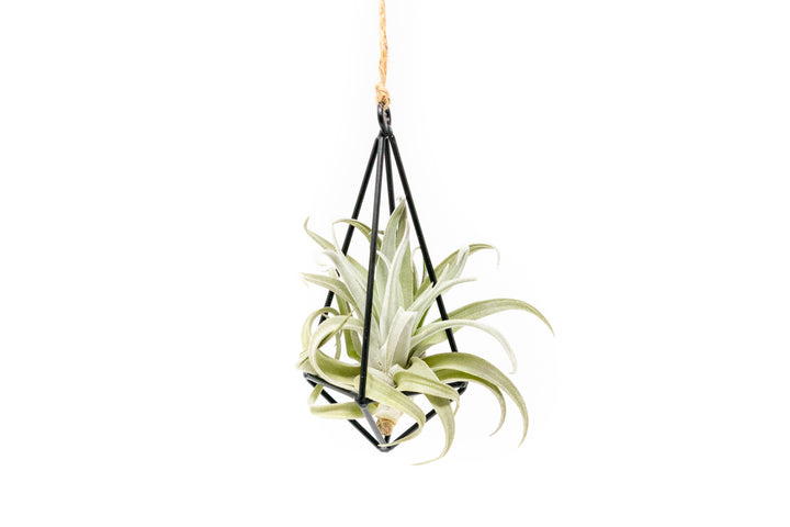 hanging metal pendant with tillandsia harrisii air plant hanging by hemp string