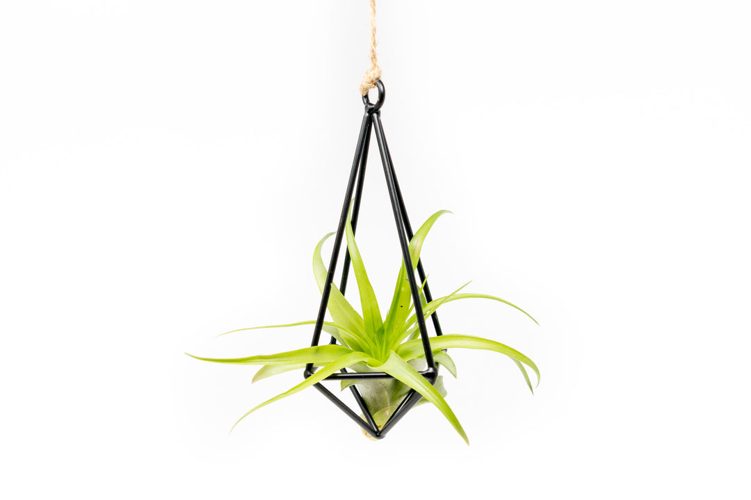 hanging metal pendant with tillandsia abdita air plant hanging by hemp string