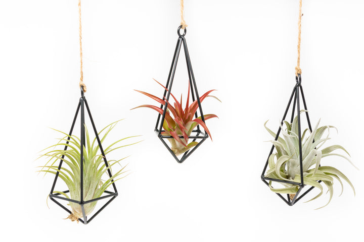 Wholesale - Hanging Metal Pendant Kit with Assorted Tillandsia Air Plants