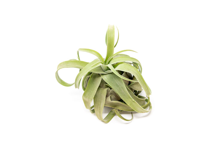 Small Tillandsia Streptophylla Air Plants - Single Plant