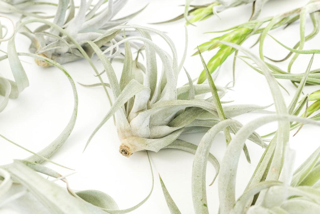 Wholesale - The Best Seller of Tillandsia Air Plant Pack - 33 of our Most Popular Plants