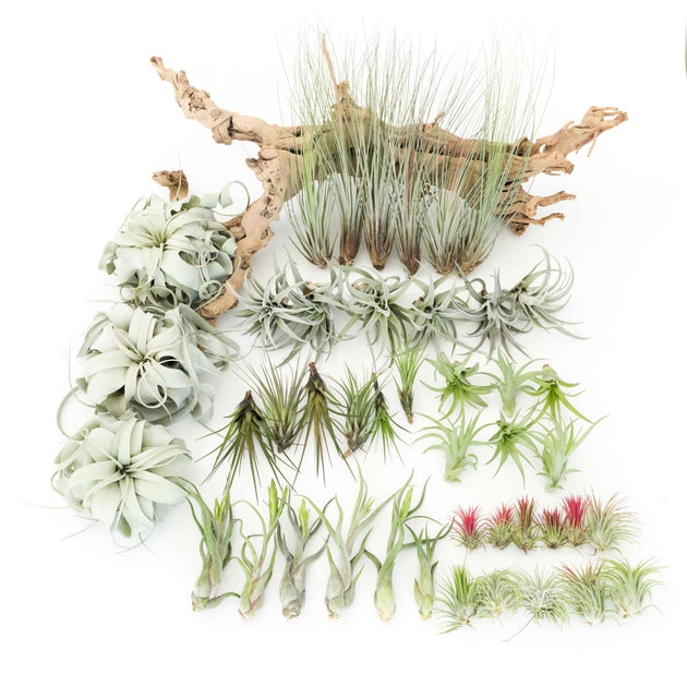 Shop Wholesale Tillandsia Air Plant Variety Packs Air Plant Supply Co.