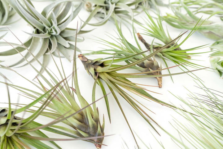 Wholesale - The Best Seller of Tillandsia Air Plant Pack - 33 of our Most Popular Plants