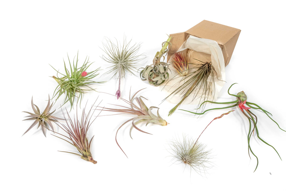 Air Plants｜Tillandsia In Bloom, Color & Blush for Events & Displays