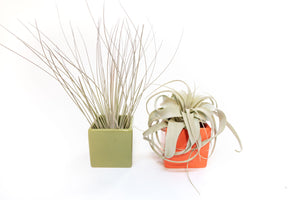 green and orange ceramic cube containers with tillandsia xerographica and juncea air plants