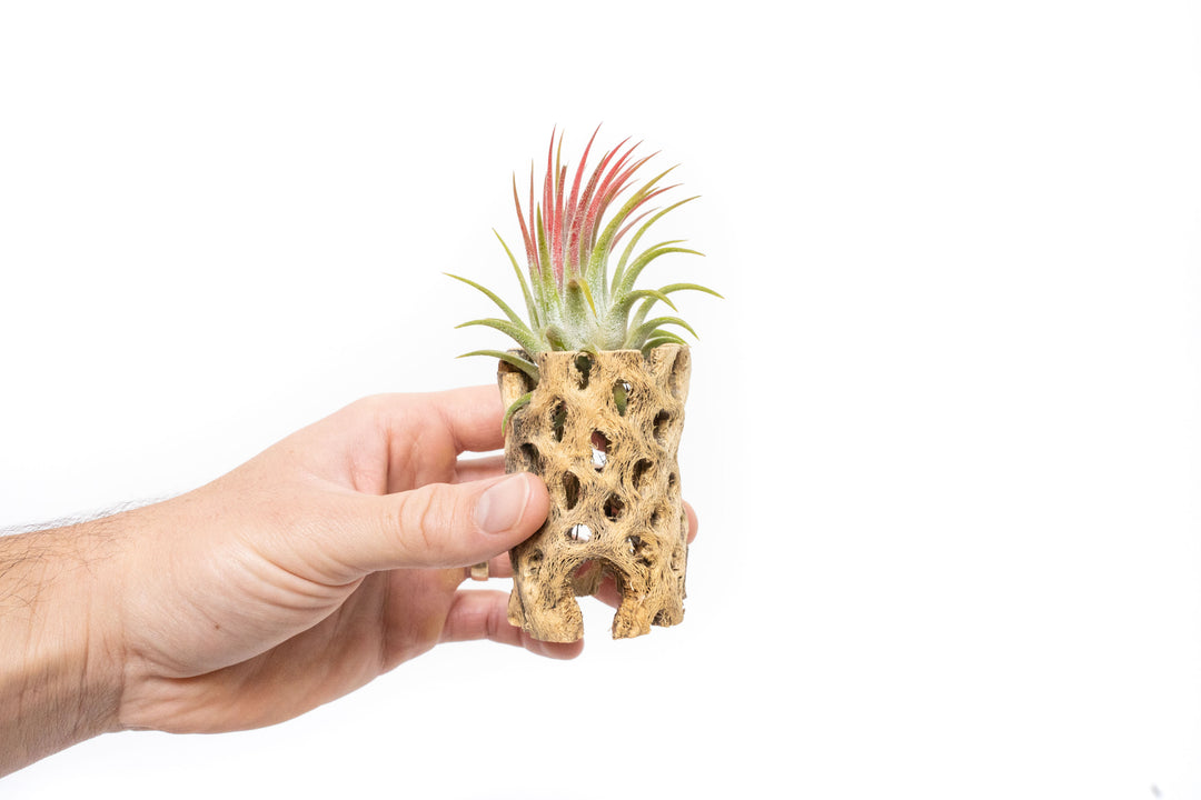 hand holding 3 inch cholla wood container with blushing tillandsia ionantha guatemala air plant
