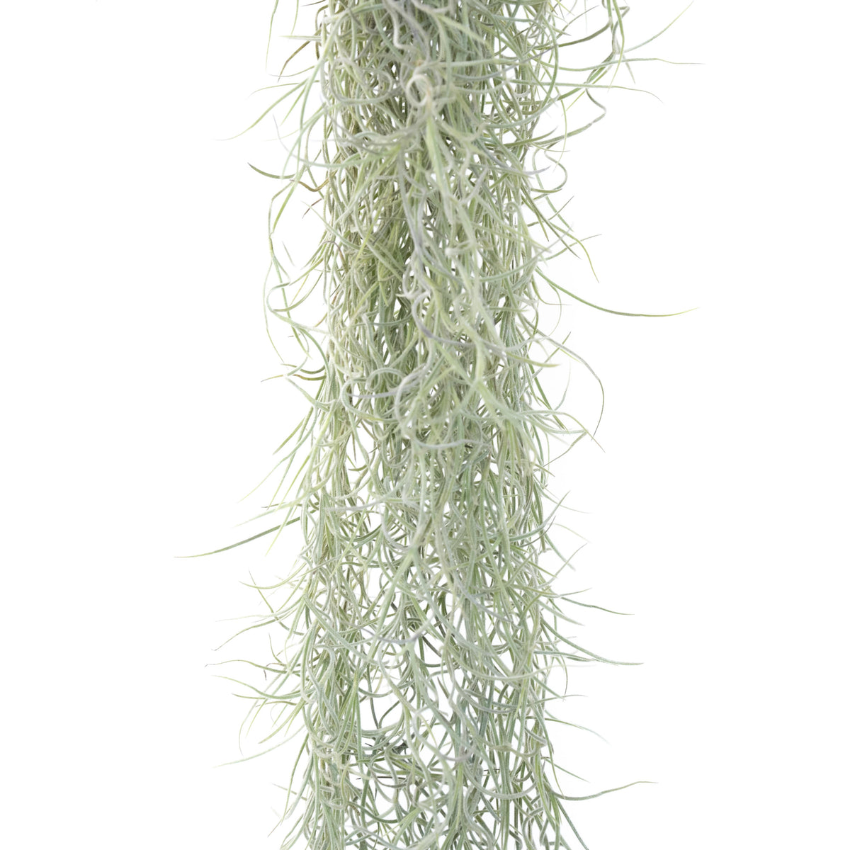 Spanish Moss for Sale