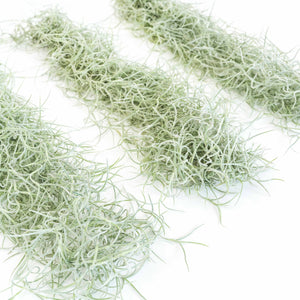 Colombia Thick Spanish Moss - Tillandsia Usneoides - Large Clumps