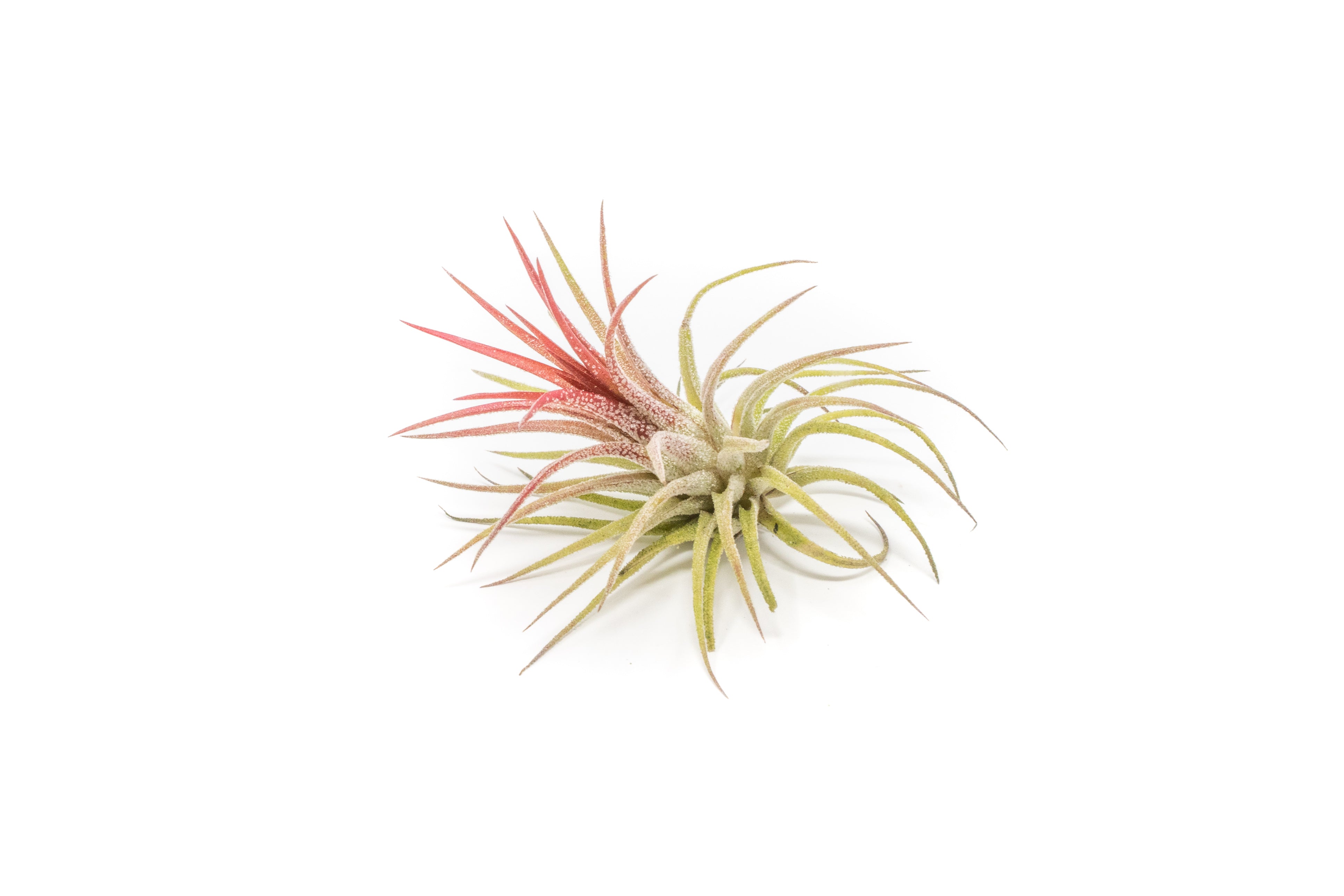 Tillandsia Ionantha Fuego Air Plants