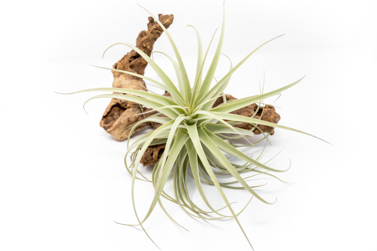 Tillandsia Purpurea Air Plant [Blooming Available] Air Plant Supply Co.