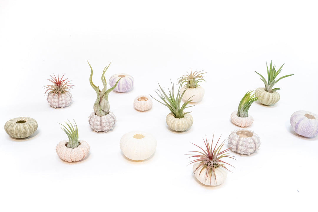 multiple varieties of sea urchin and assorted tillandsia air plants