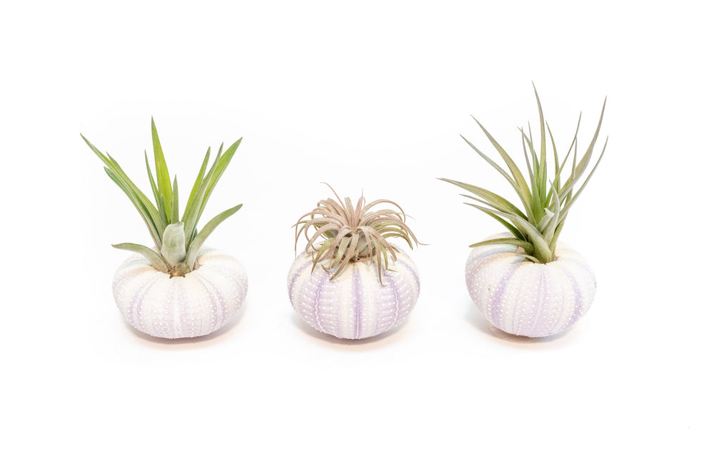 three purple urchins with assorted tillandsia air plants