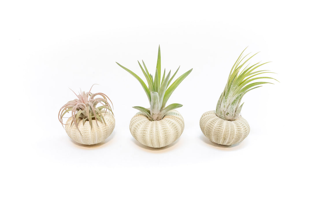 Wholesale - Green Urchin Shells with Tillandsia Ionantha Air Plants