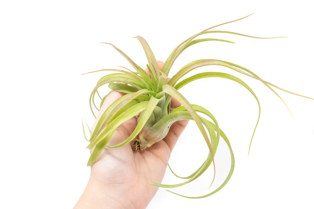 Tillandsia Streptophylla Hybrid 'Eric Knoblock' Air Plants [In Bloom Now]