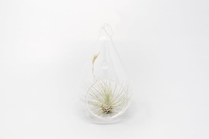 teardrop shaped glass terrarium with tillandsia argentea thin air plant