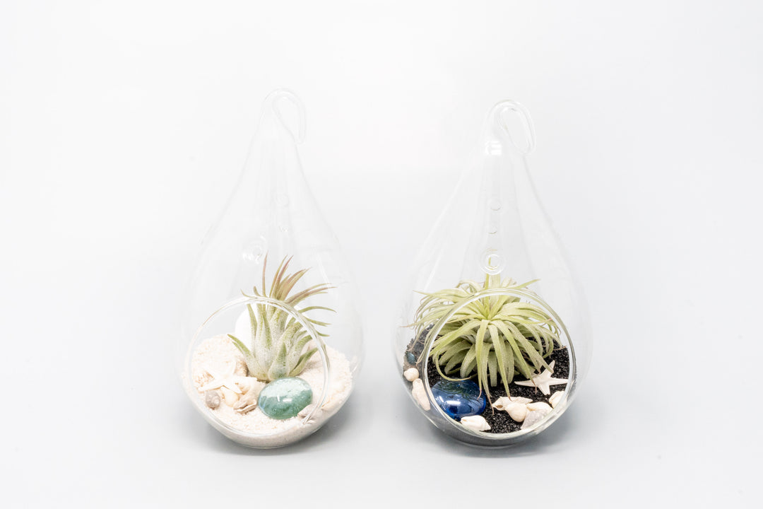 two teardrop shaped glass terrariums with beach kits and tillandsia ionantha air plants