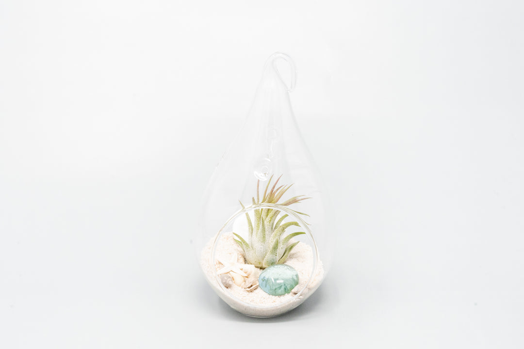 teardrop shaped glass terrarium with white sand, sea life and tillandsia ionantha air plant