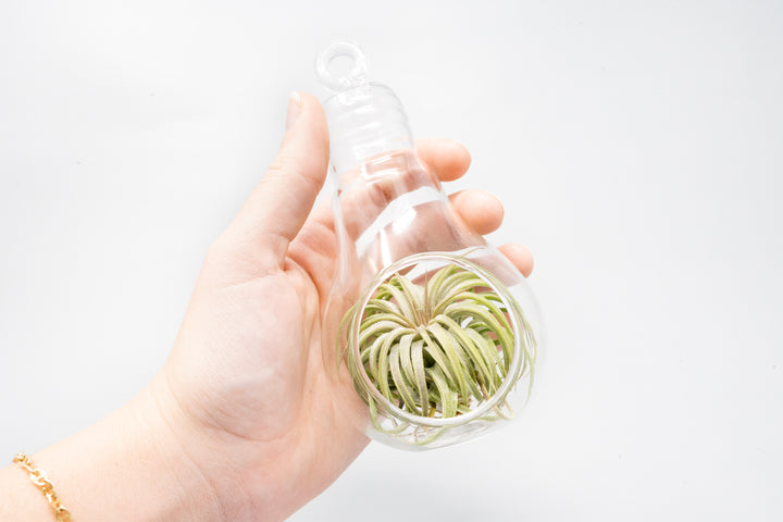 Wholesale - Case Pricing with Free Shipping / Hanging Light Bulb Terrarium with Flat Bottom