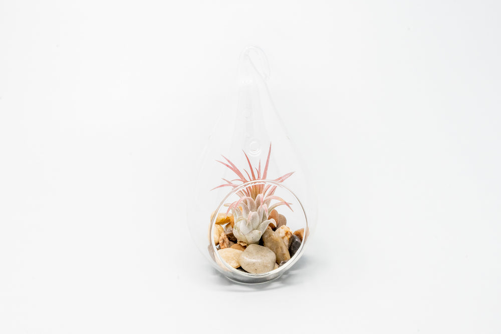 teardrop glass terrarium with stones and blushing tillandsia ionantha guatemala air plant