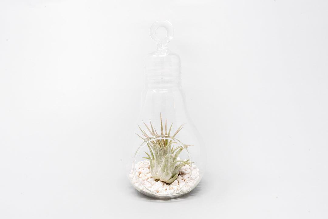 Wholesale - Hanging Light Bulb Terrarium with Crushed White Stones and Assorted Tillandsia Air Plant