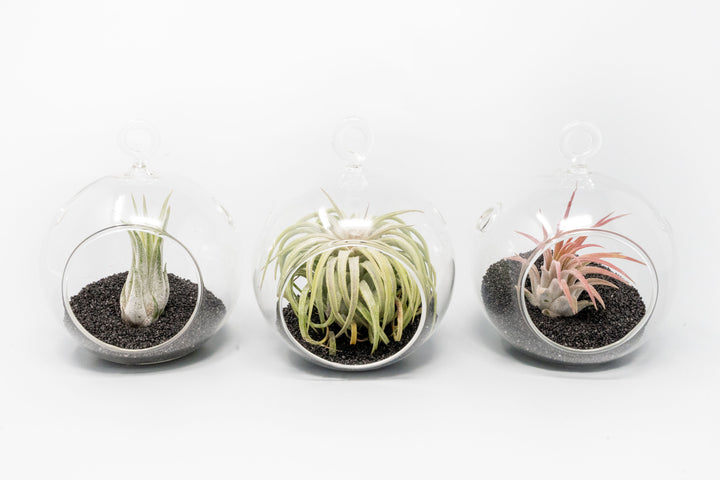 the mini glass globe terrariums with black sand and assorted tillandsia ionantha air plants