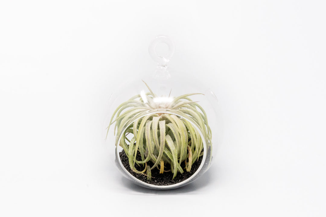 small glass globe terrarium with black sand and tillandsia ionantha rubra air plant