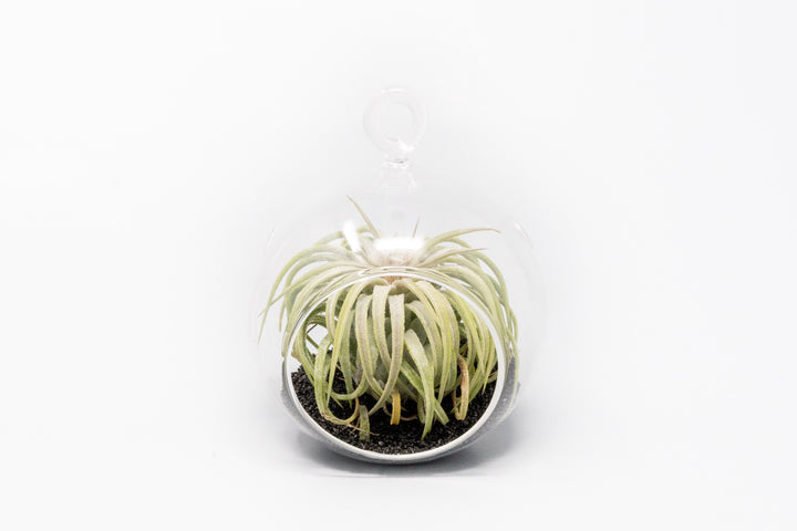small glass globe terrarium with black sand and tillandsia ionantha rubra air plant