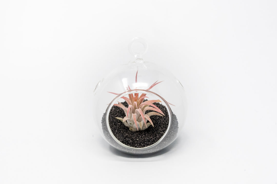 mini glass globe terrarium with black sand and blushing tillandsia ionantha guatemala air plant