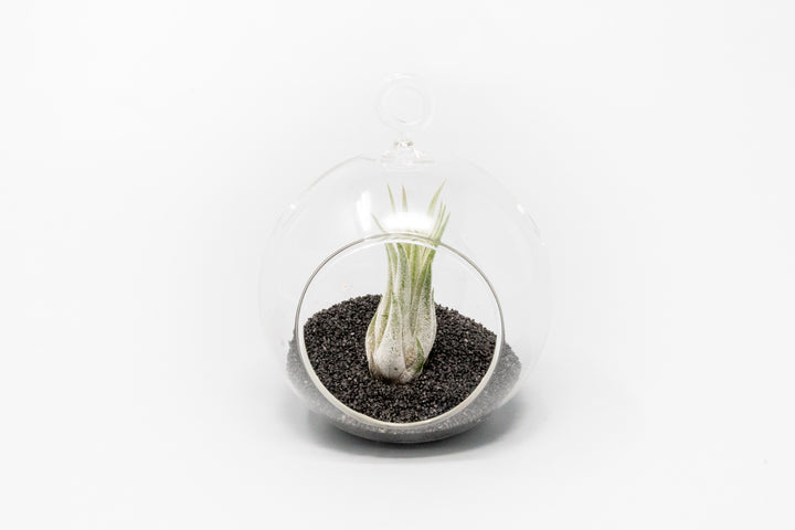 mini glass globe terrarium with black sand and tillandsia ionantha scaposa air plant