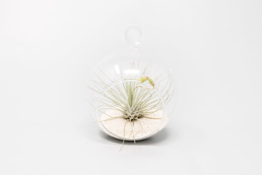 mini glass globe terrarium with white sand and tillandsia argentea thin air plant