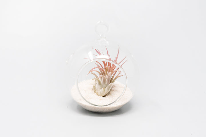 mini glass globe terrarium with white sand and pink blushing tillandsia ionantha guatemala air plant