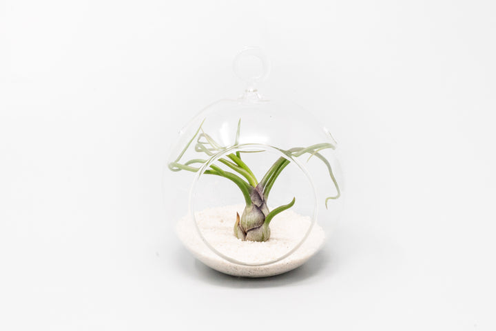 mini glass globe terrarium with white sand and pink blushing tillandsia bulbosa guatemala air plant