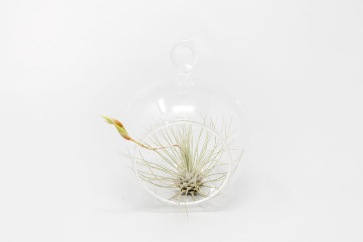 mini glass globe terrarium with tillandsia argentea thin air plant