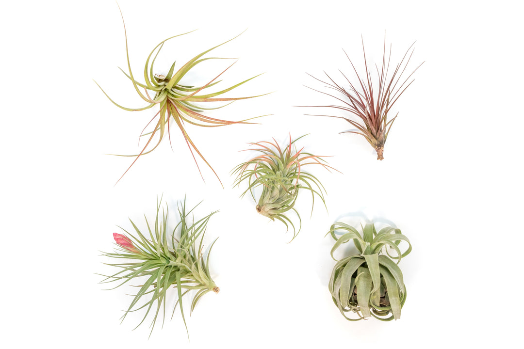 tillandsia sparkler, melanocrater, victoriana, stricta and streptophylla air plants