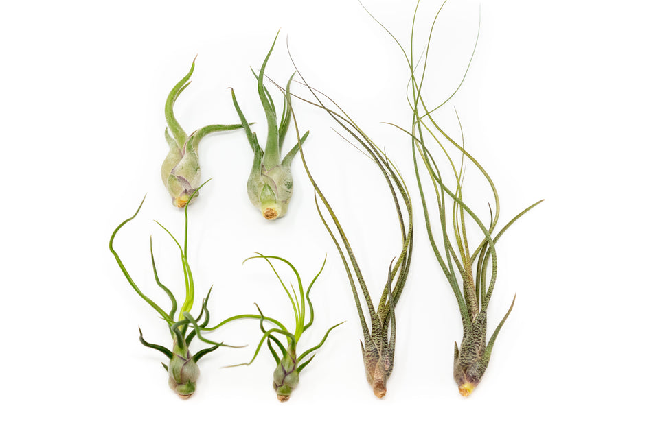 Shop Air Plant Tillandsia Variety Packs｜Air Plant Assortment｜Grab Bags Air Plant Supply Co.