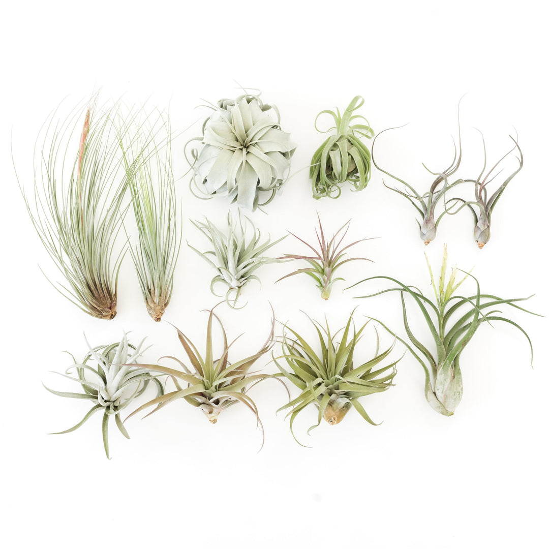 one tillandsia xerographica and eleven assorted jumbo air plants