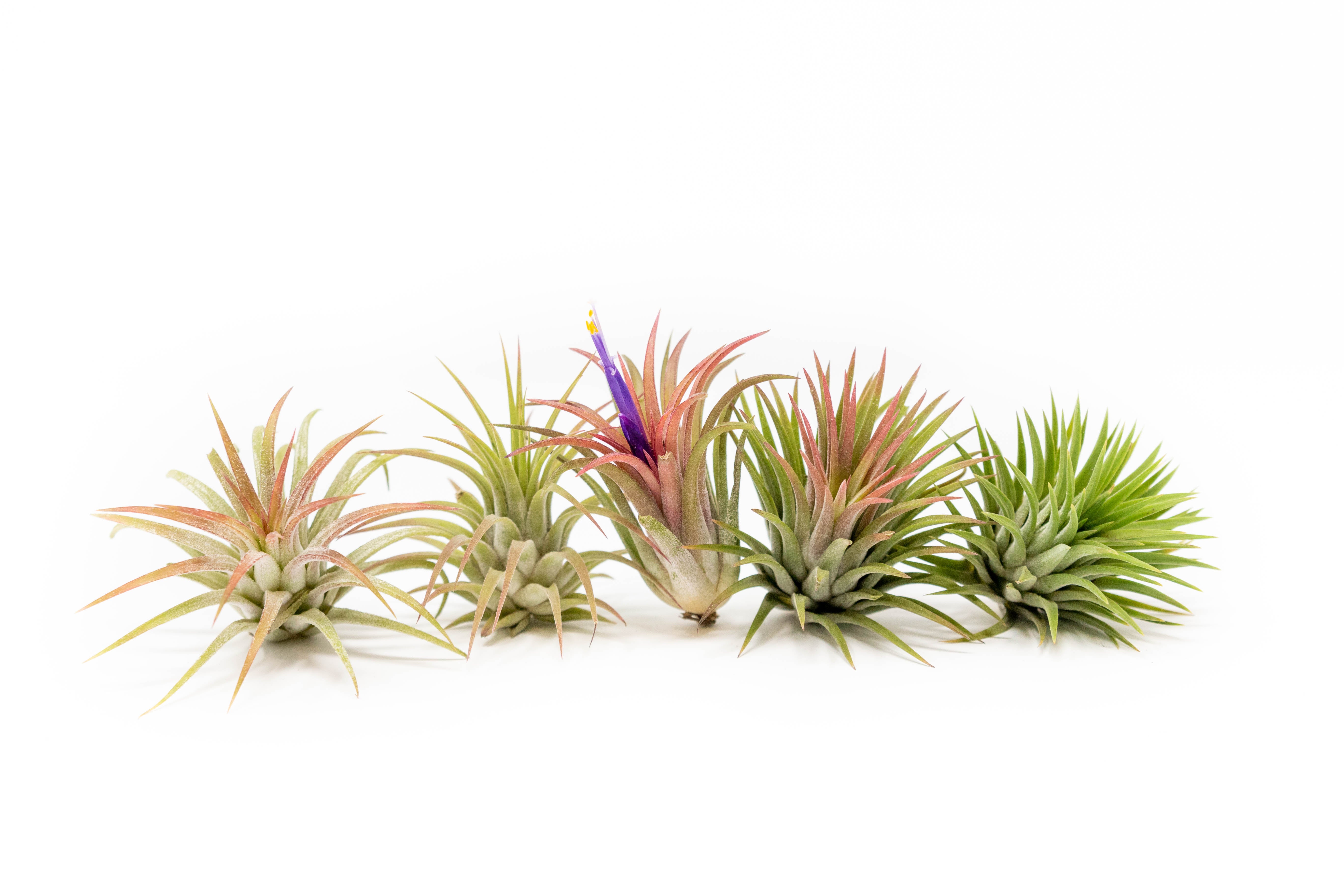 Tillandsia ionantha 5種セット