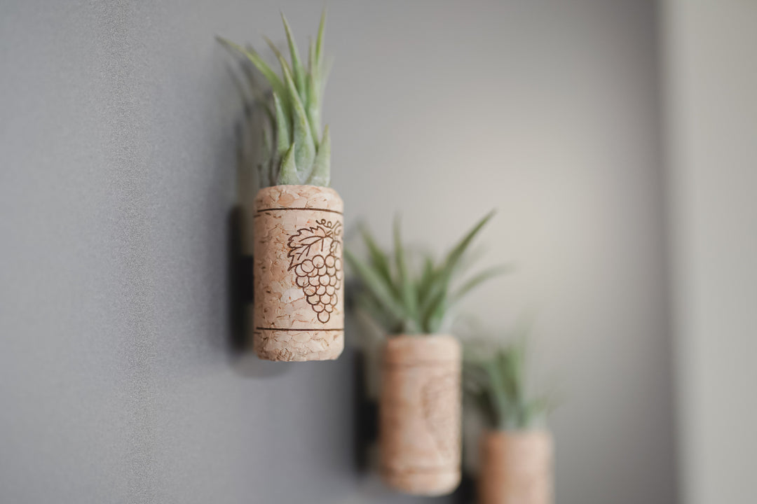 close up of three drilled out magnetic wine corks with assorted tillandsia air plants on a fridge 