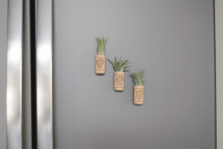 three drilled out wine cork magnets with assorted tillandsia air plants on a fridge