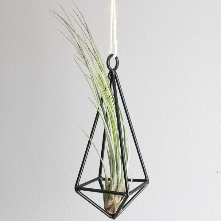 hanging metal pendant with tillandsia juncea air plant hanging by hemp string