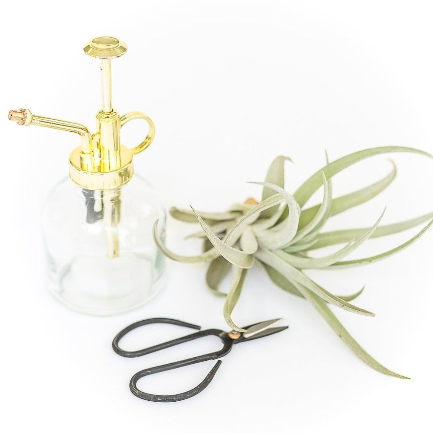 glass tillandsia air plant mister with gold colored pump spray nozzle sitting next to a tillandsia harrisii air plant and pruning scissors