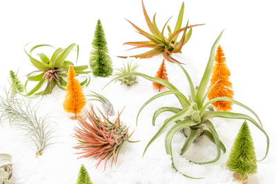 2023 Top Holiday Air Plant Gifts