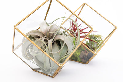 10 Air Plant Gifts for Mother’s Day