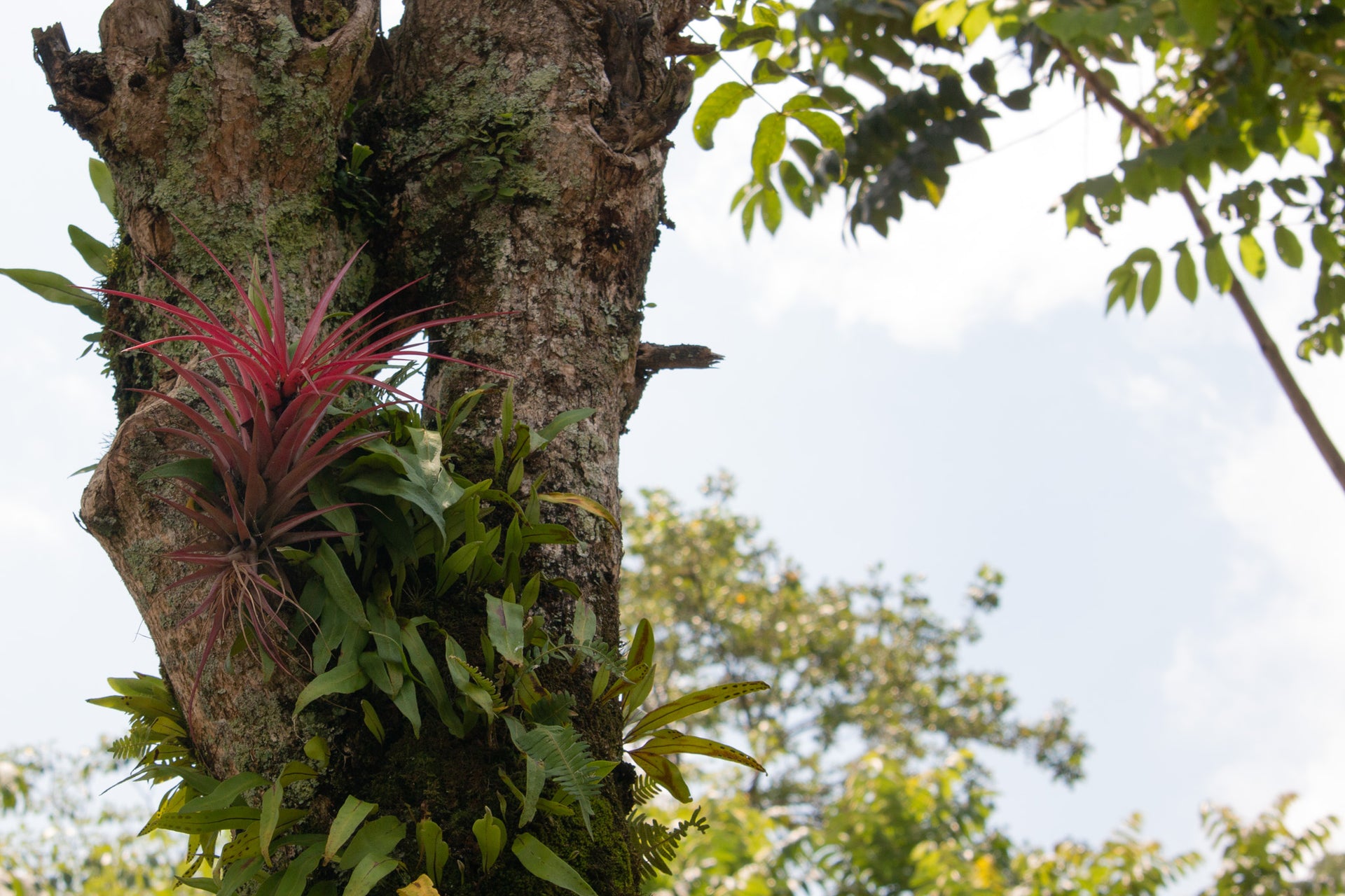 What are Hydric, Mesic and Xeric Air Plants?