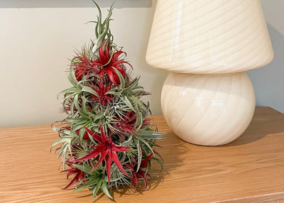 Caring for Air Plant Christmas Trees