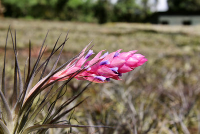 All About Air Plants: The Genus Tillandsia