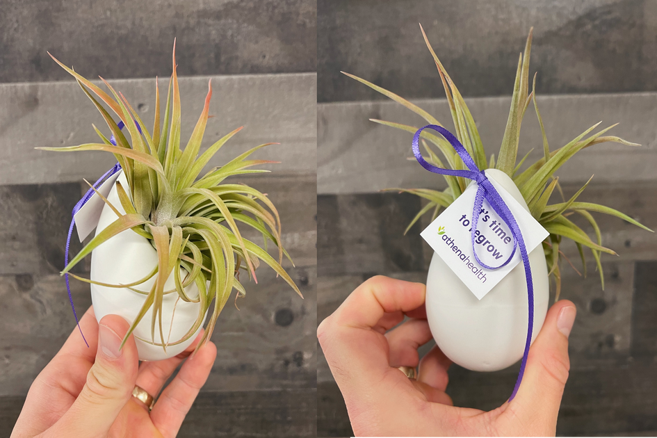 Air Plant Gifts for Your Customers Corporate Gifts Favors Events