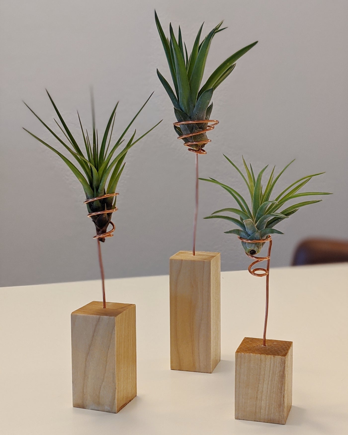 Are You Poisoning Your Air Plants?