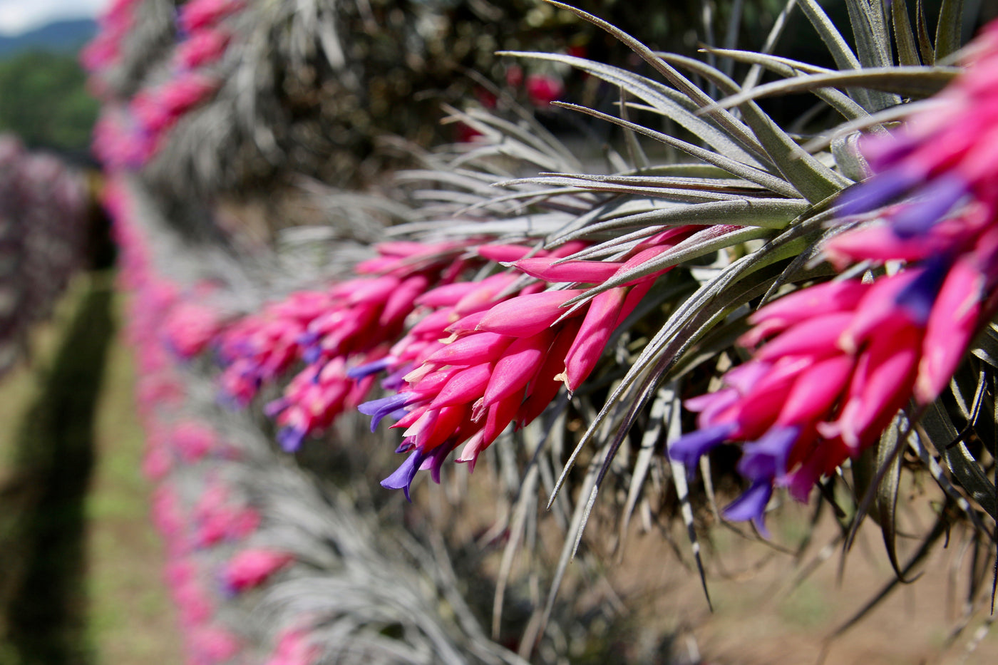 Air Plant in Focus: Tillandsia Stricta