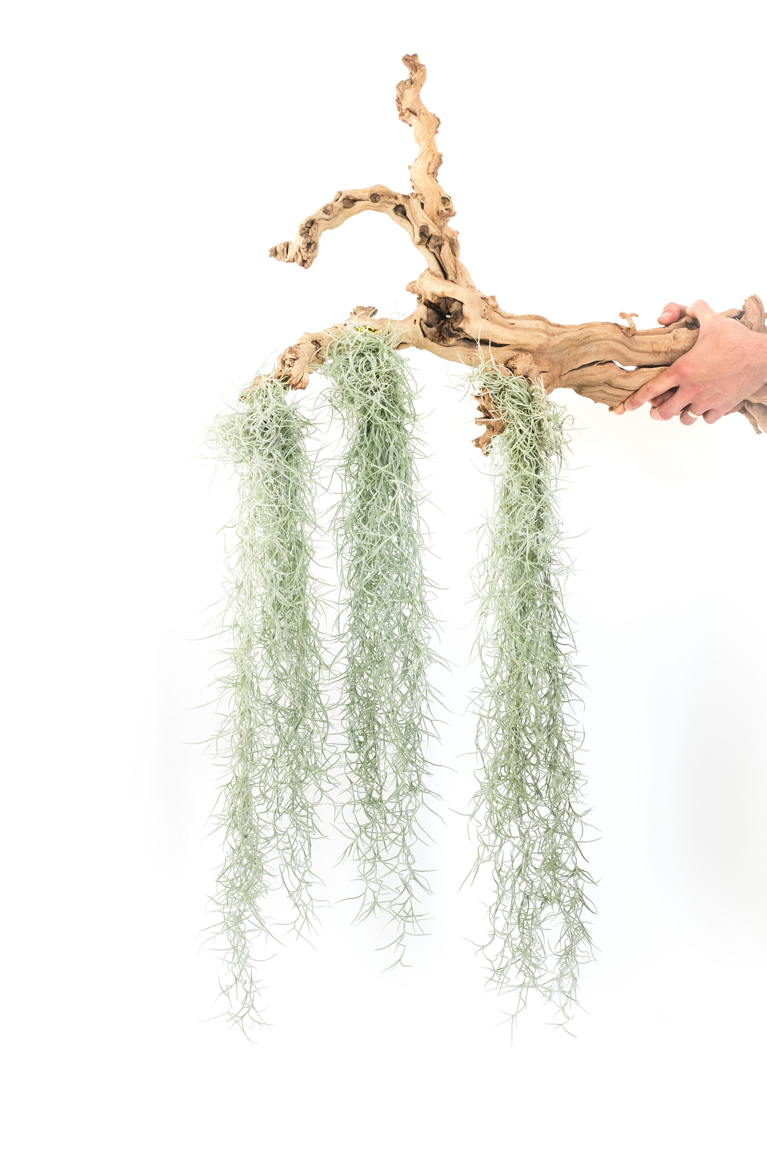 Tillandsia Usneoides Spanish Moss Clump